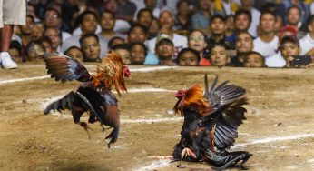 PAGCOR plans to launch Online Cockfighting